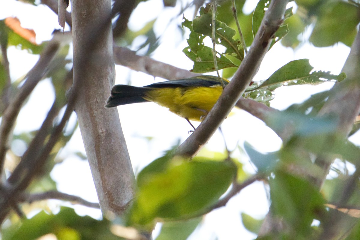 Golden Whistler - ML622758335