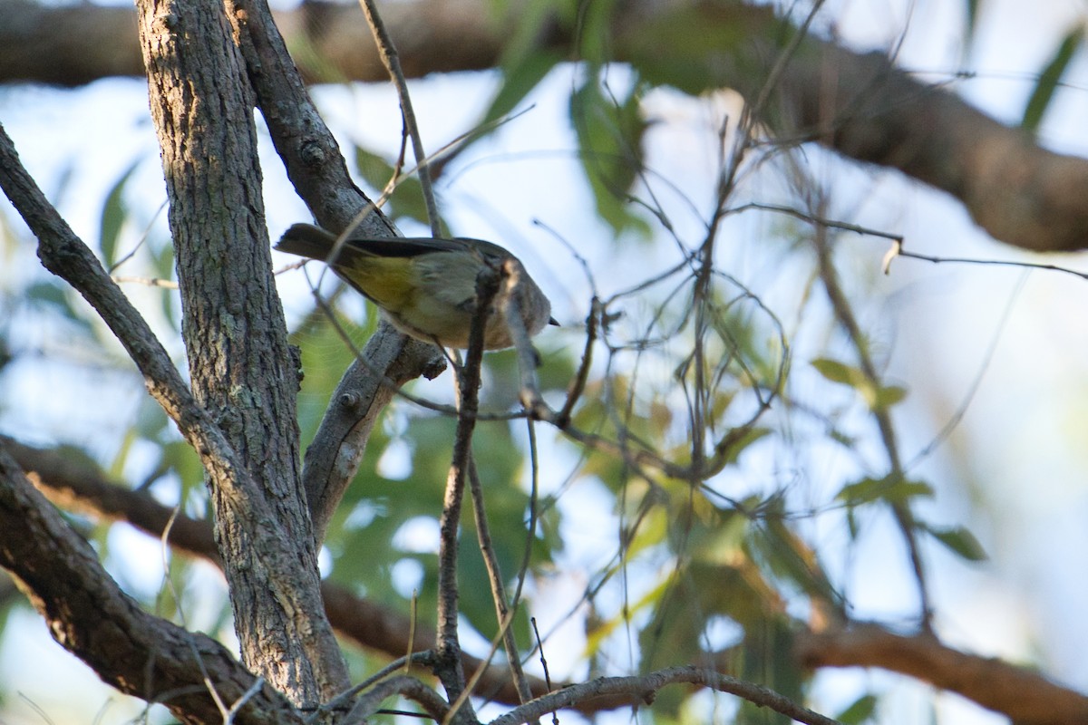 Golden Whistler - ML622758336