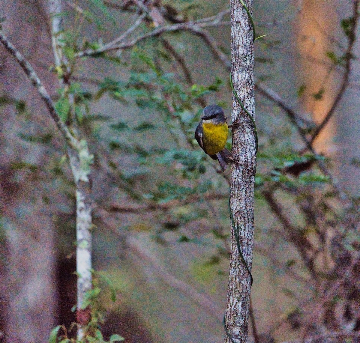 Eastern Yellow Robin - ML622758366