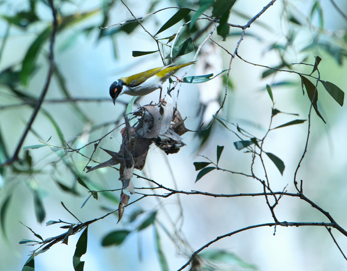 White-naped Honeyeater - ML622758391