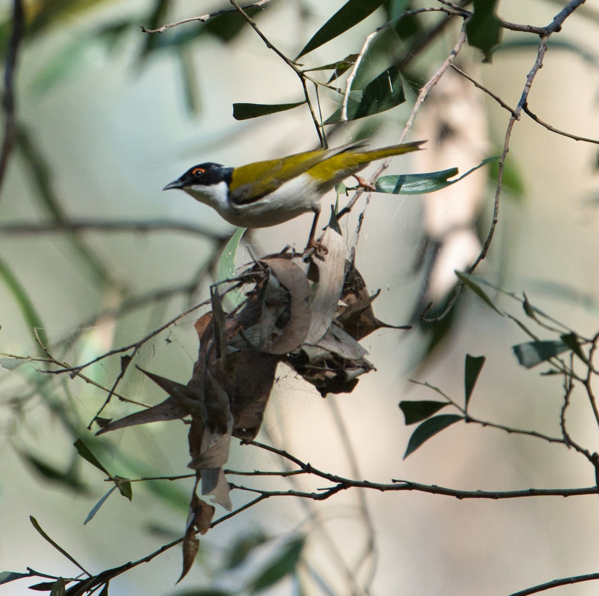 White-naped Honeyeater - Helen Leonard