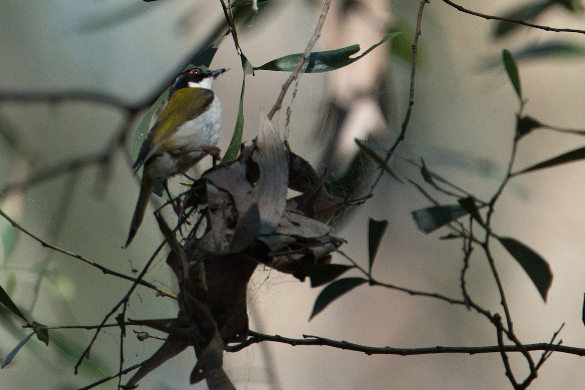 White-naped Honeyeater - ML622758394