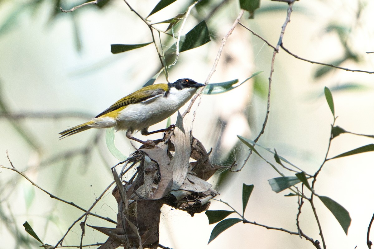 White-naped Honeyeater - ML622758395