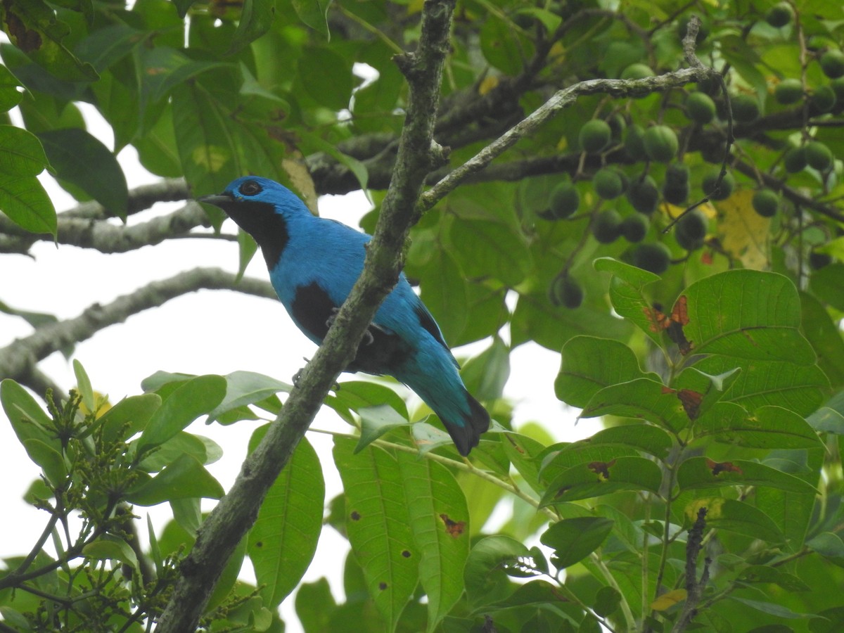 Cotinga Azul - ML622758399