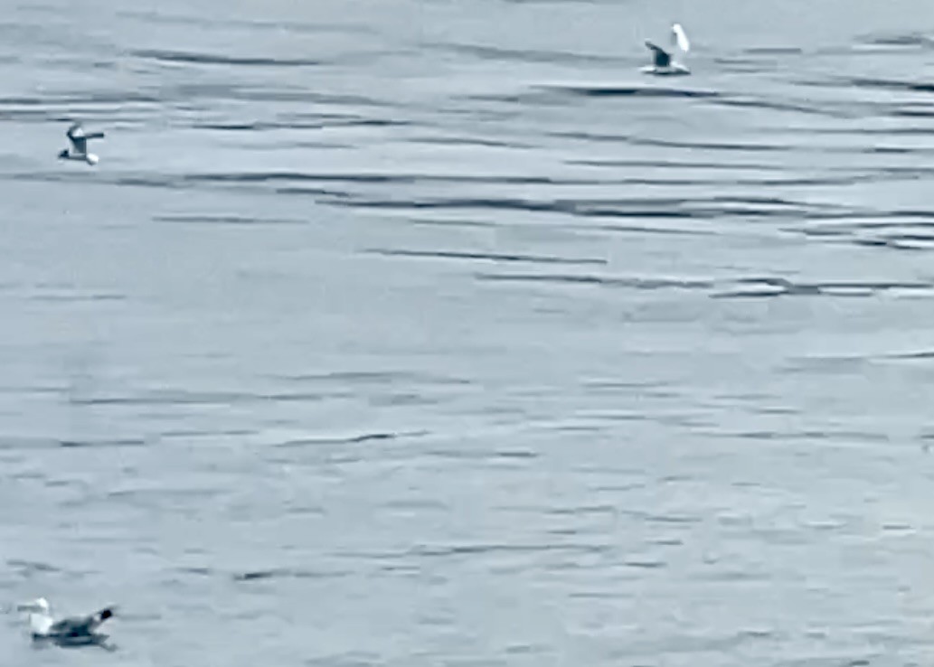 Little Gull - Craig R Miller