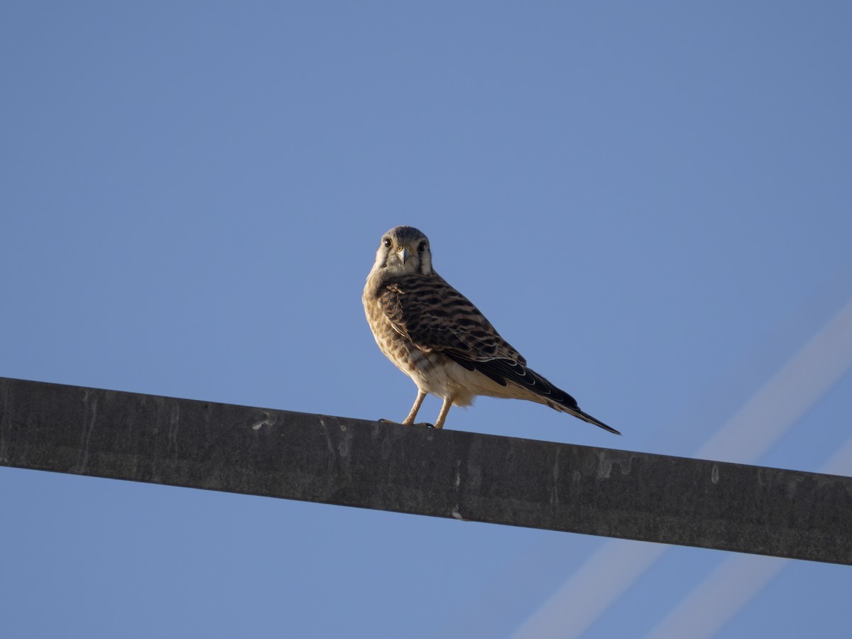 American Kestrel - ML622758433