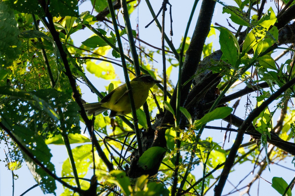 Chestnut-capped Warbler - ML622758500