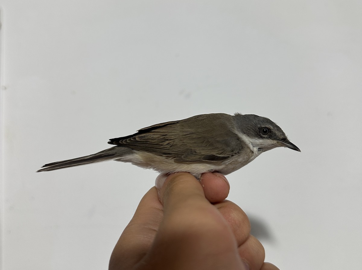 Lesser Whitethroat - ML622758509