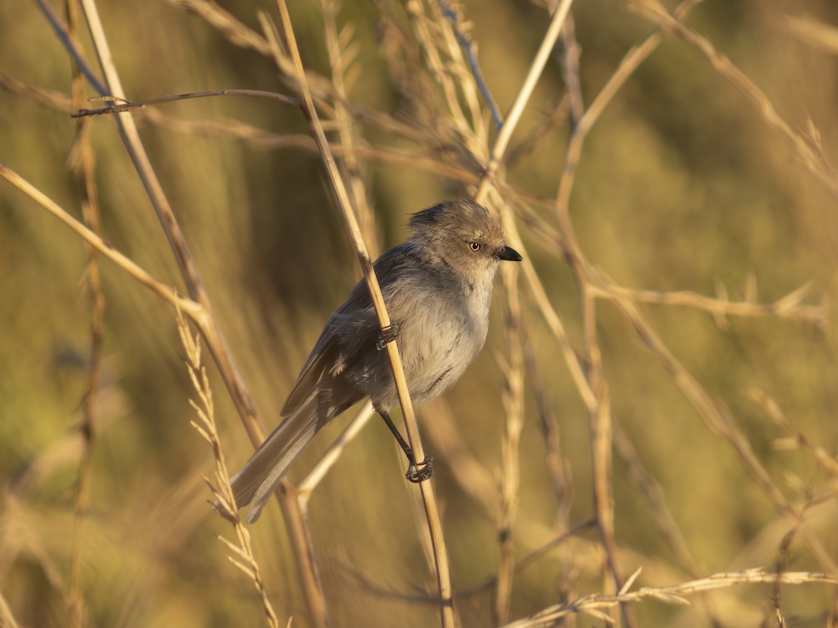 Bushtit - ML622758523