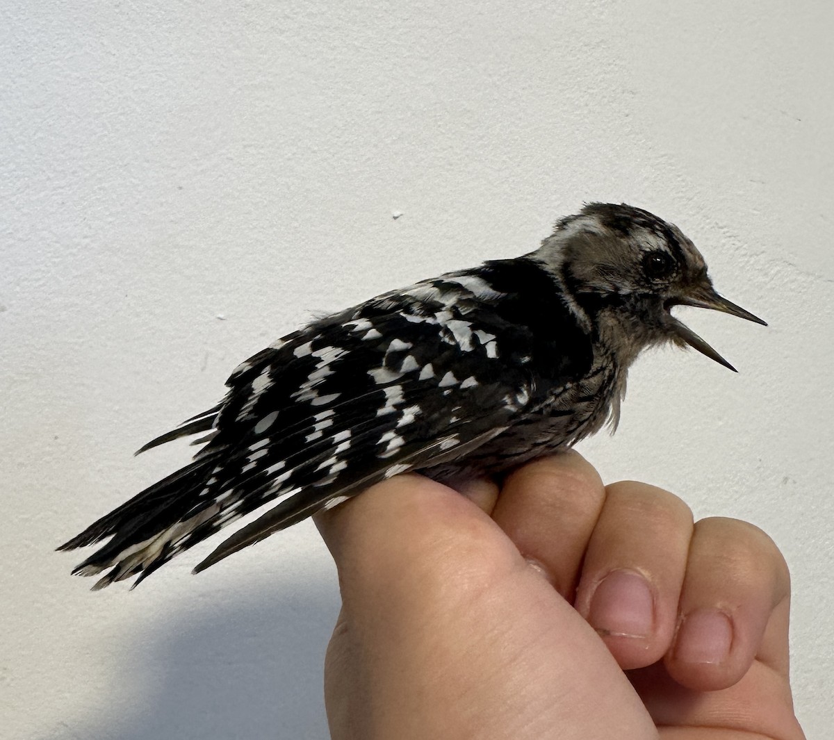 Lesser Spotted Woodpecker - ML622758537