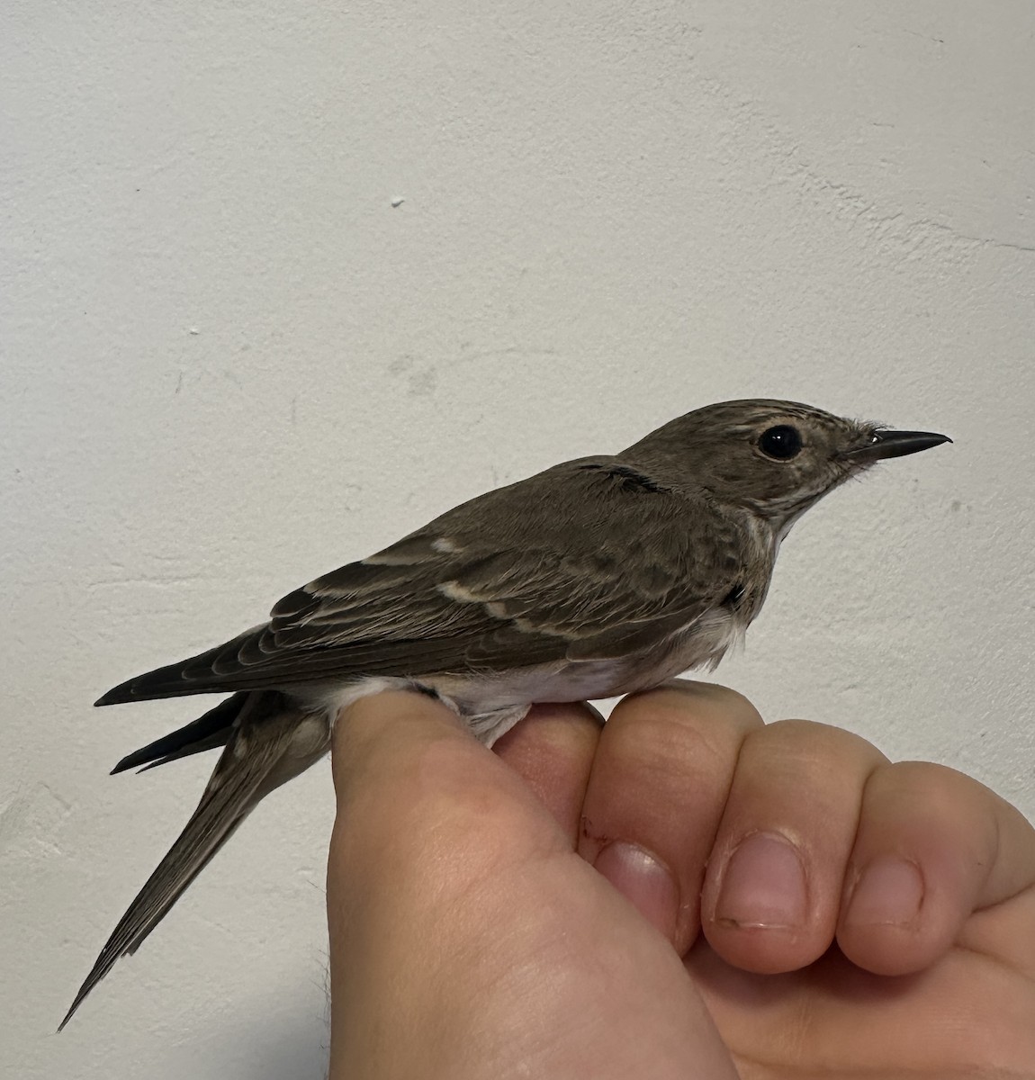 Spotted Flycatcher - ML622758540