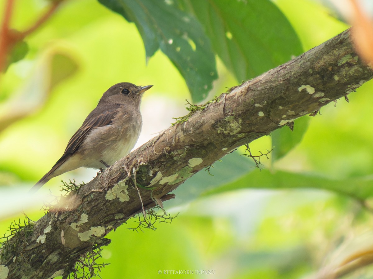 Brown-streaked Flycatcher - ML622758541