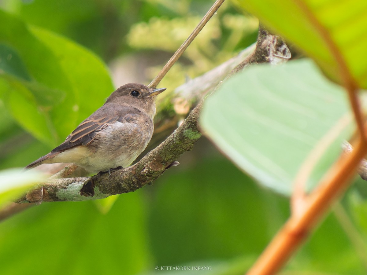 Brown-streaked Flycatcher - ML622758546