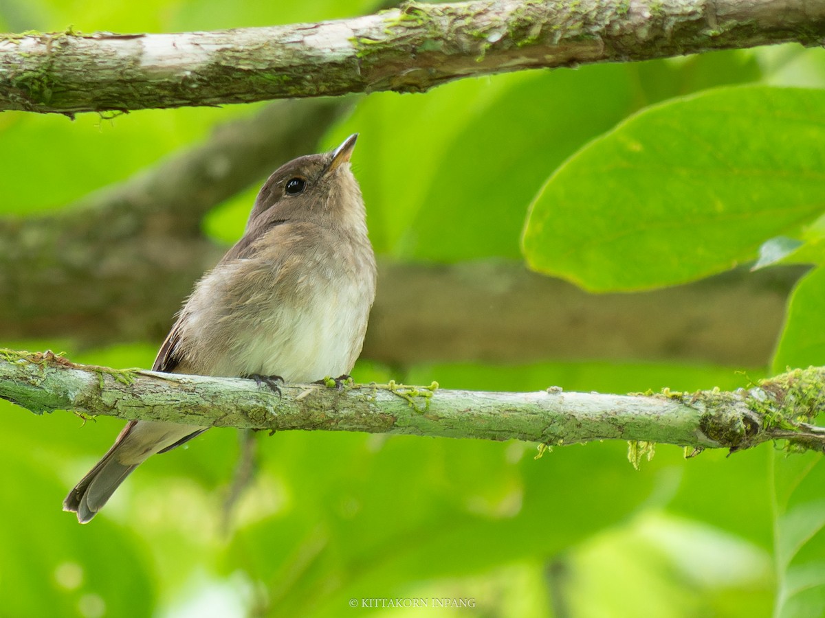 Brown-streaked Flycatcher - ML622758547