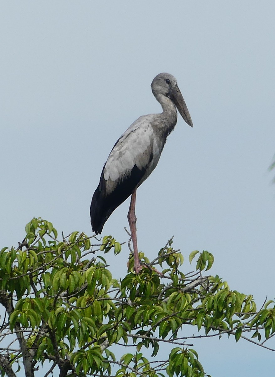 Asian Openbill - ML622758606