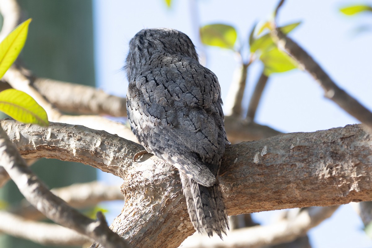 Tawny Frogmouth - ML622758684