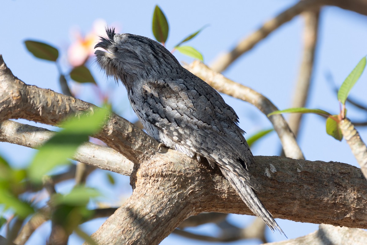 Tawny Frogmouth - ML622758685