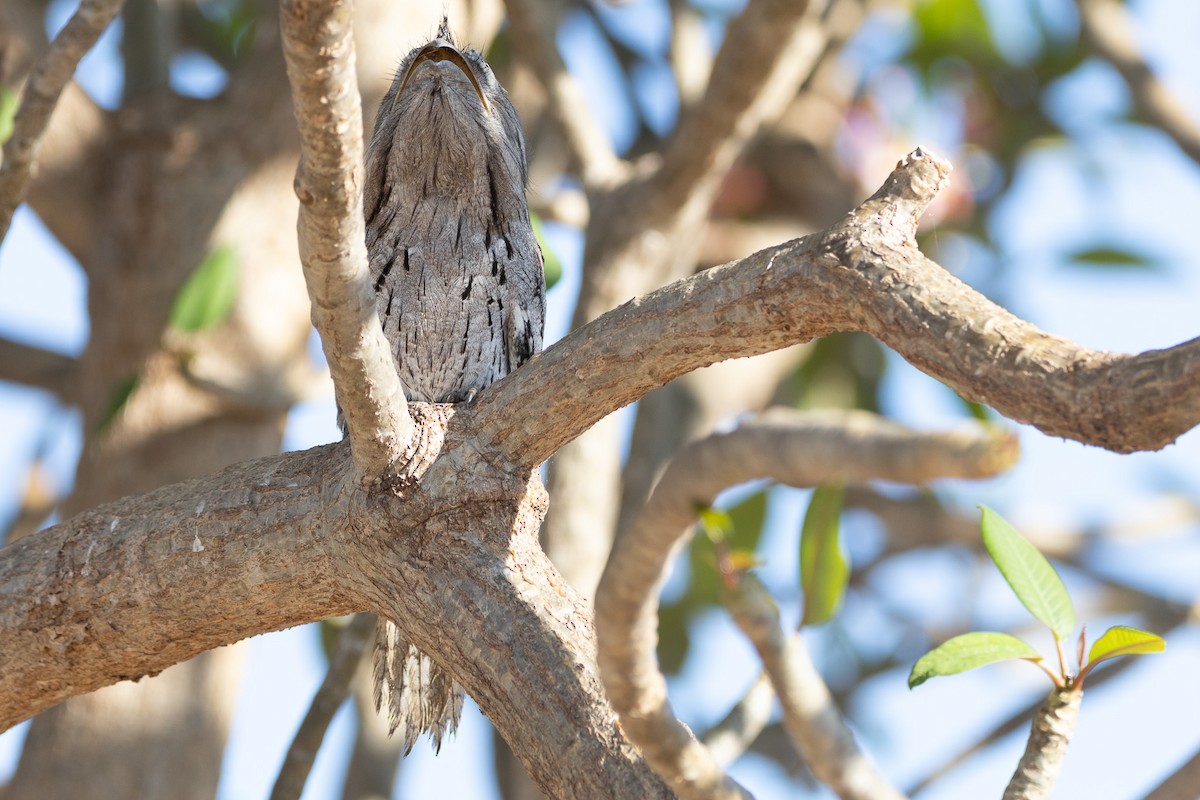 Tawny Frogmouth - ML622758686