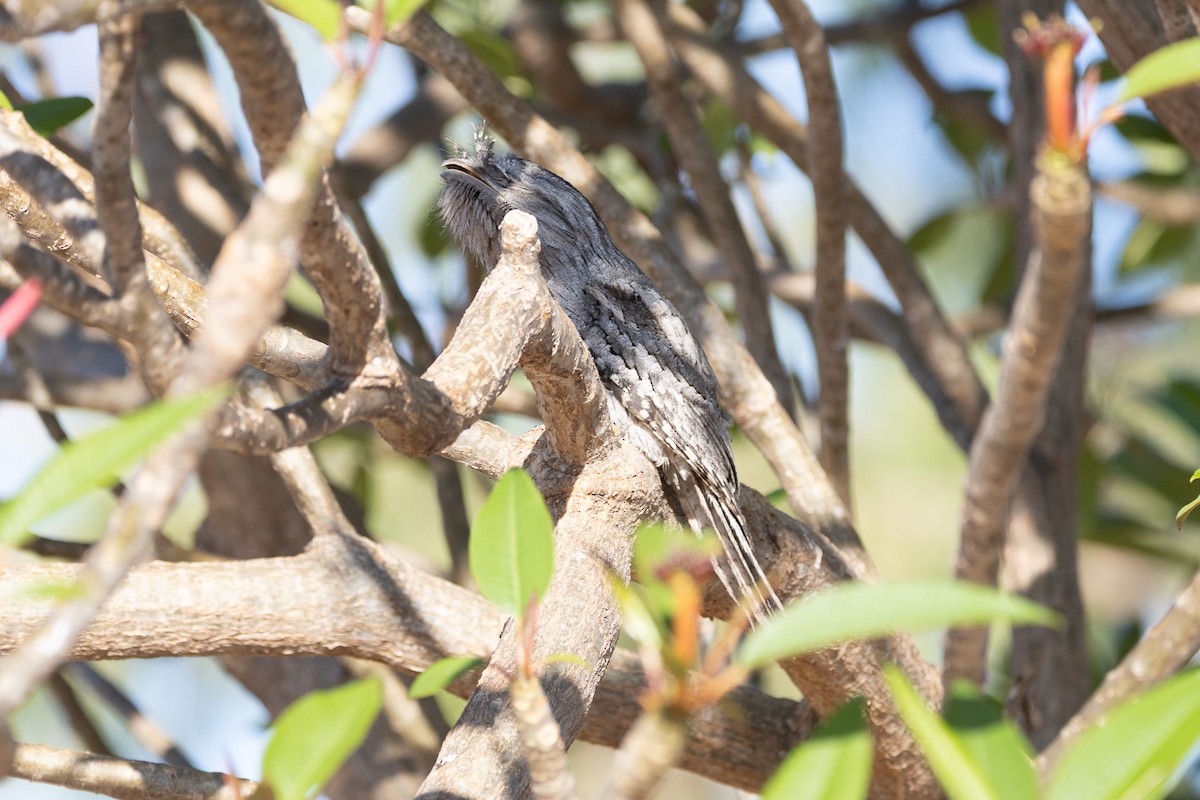 Tawny Frogmouth - ML622758687