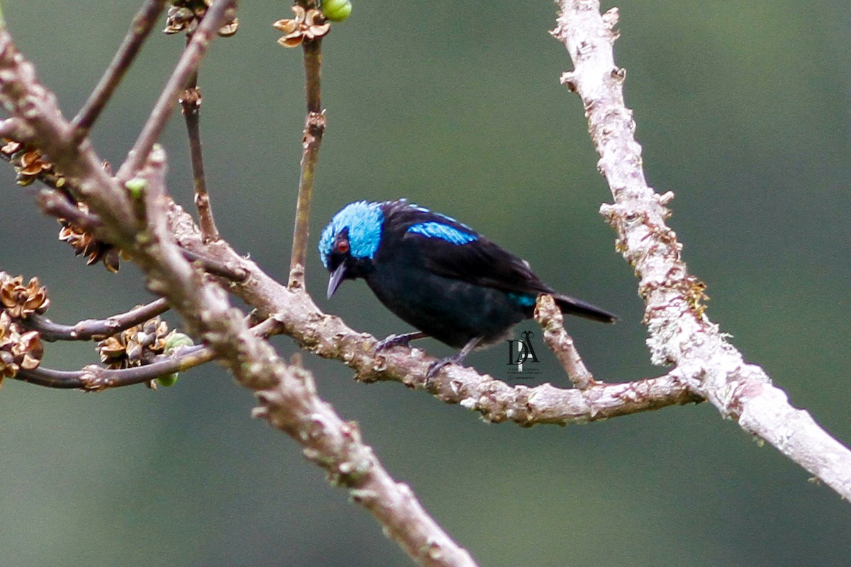 Scarlet-thighed Dacnis - Danny J Alvarado S