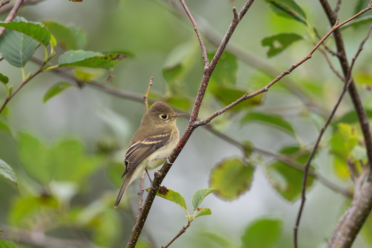 Western Flycatcher - ML622758718