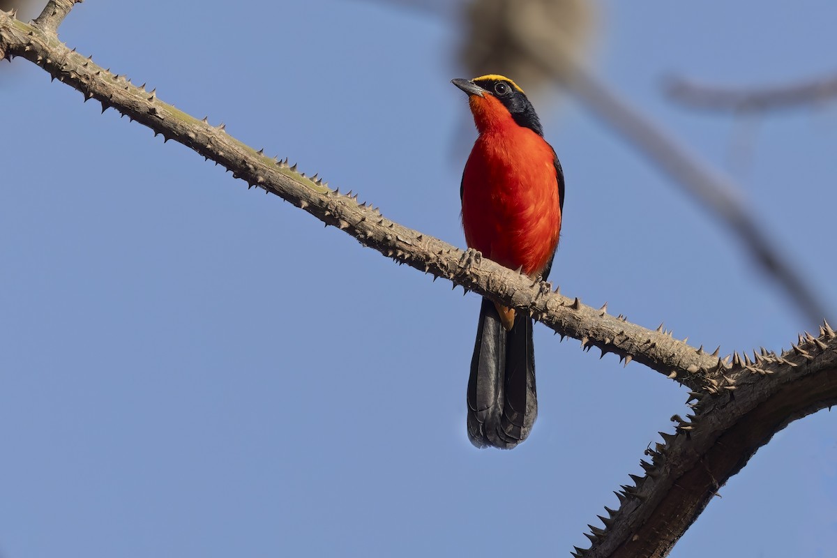 Yellow-crowned Gonolek - ML622758751