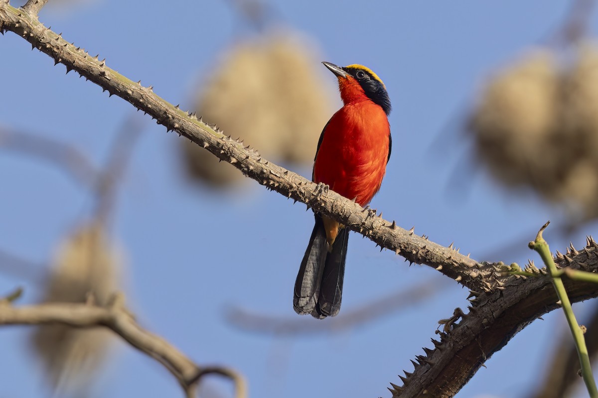 Yellow-crowned Gonolek - ML622758753