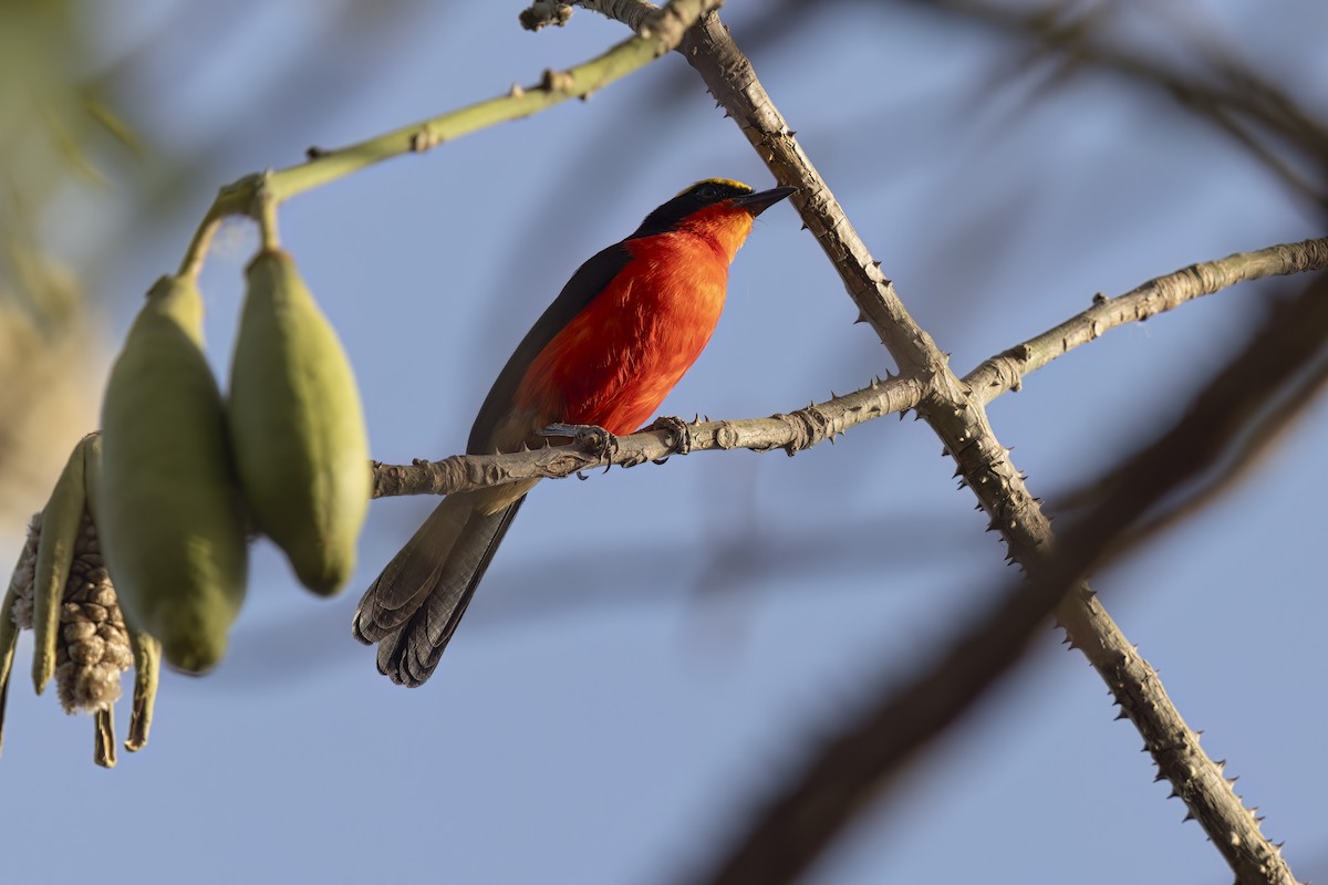 Yellow-crowned Gonolek - ML622758754