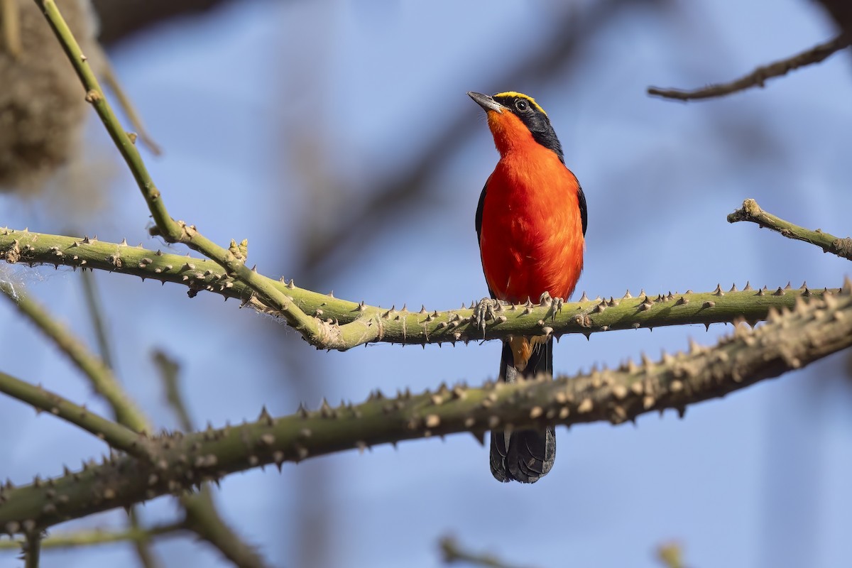 Yellow-crowned Gonolek - ML622758755