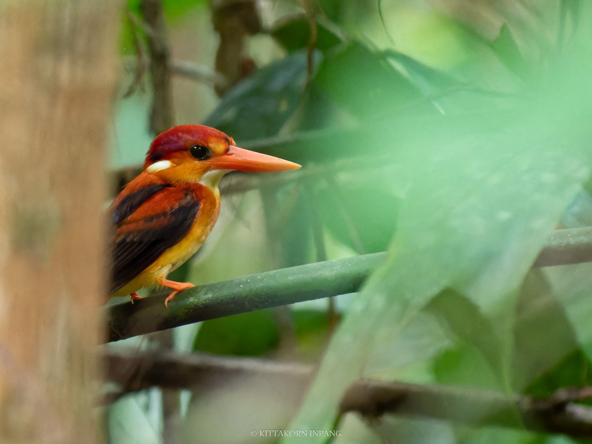 Rufous-backed Dwarf-Kingfisher - ML622758760