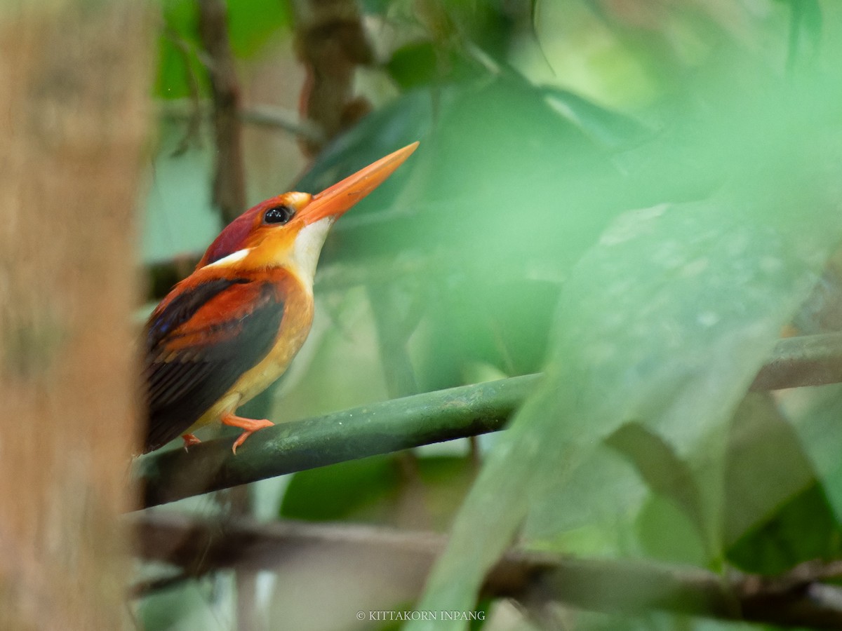 Rufous-backed Dwarf-Kingfisher - ML622758761