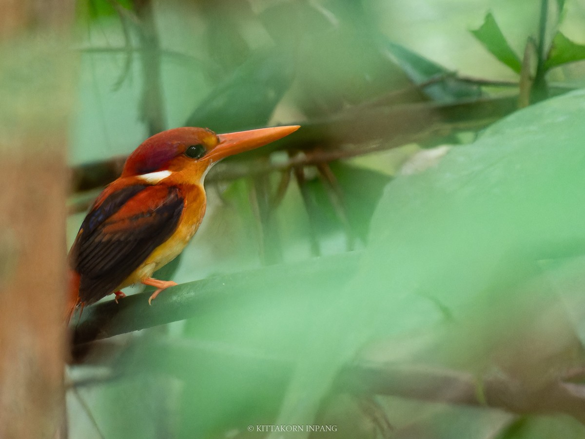 Rufous-backed Dwarf-Kingfisher - ML622758762