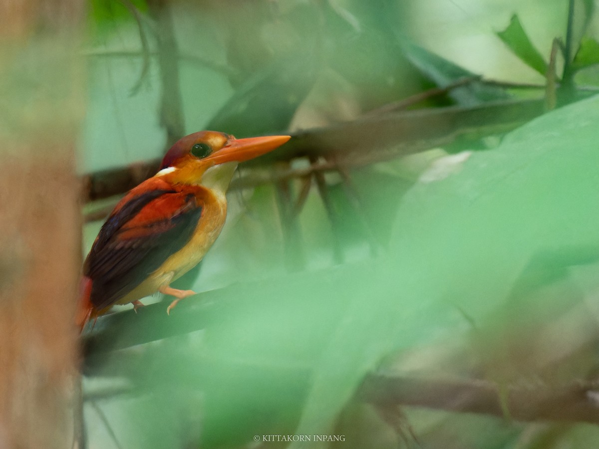 Rufous-backed Dwarf-Kingfisher - ML622758763