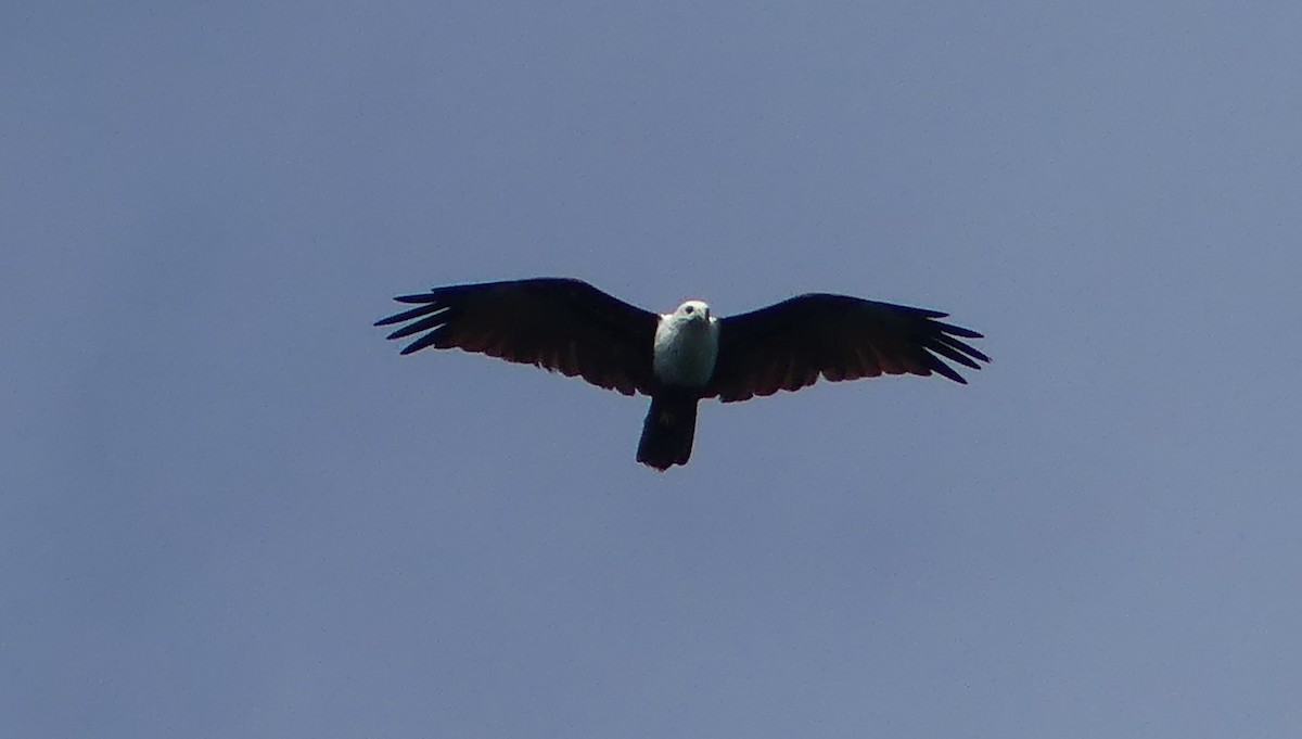 Brahminy Kite - ML622758772