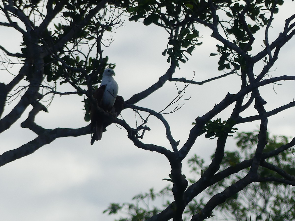 Brahminy Kite - ML622758776