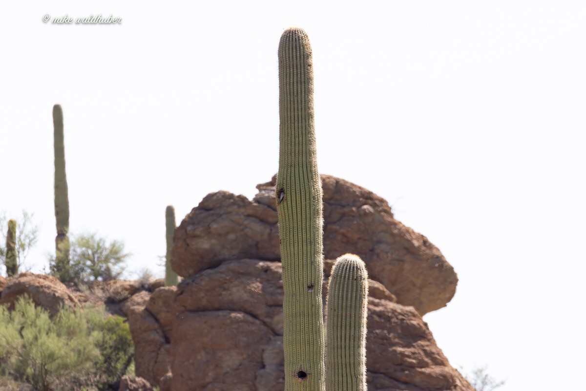 Gila Woodpecker - ML622758792