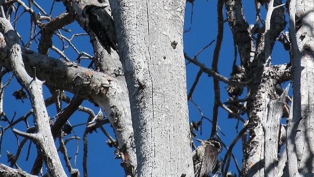 American Three-toed Woodpecker (Rocky Mts.) - ML622758793