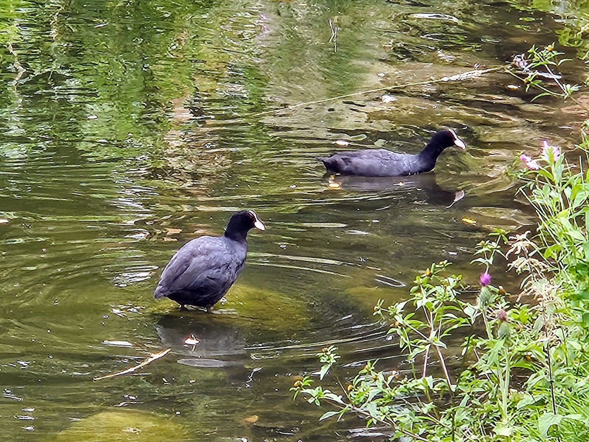 Eurasian Coot - Dan Christensen