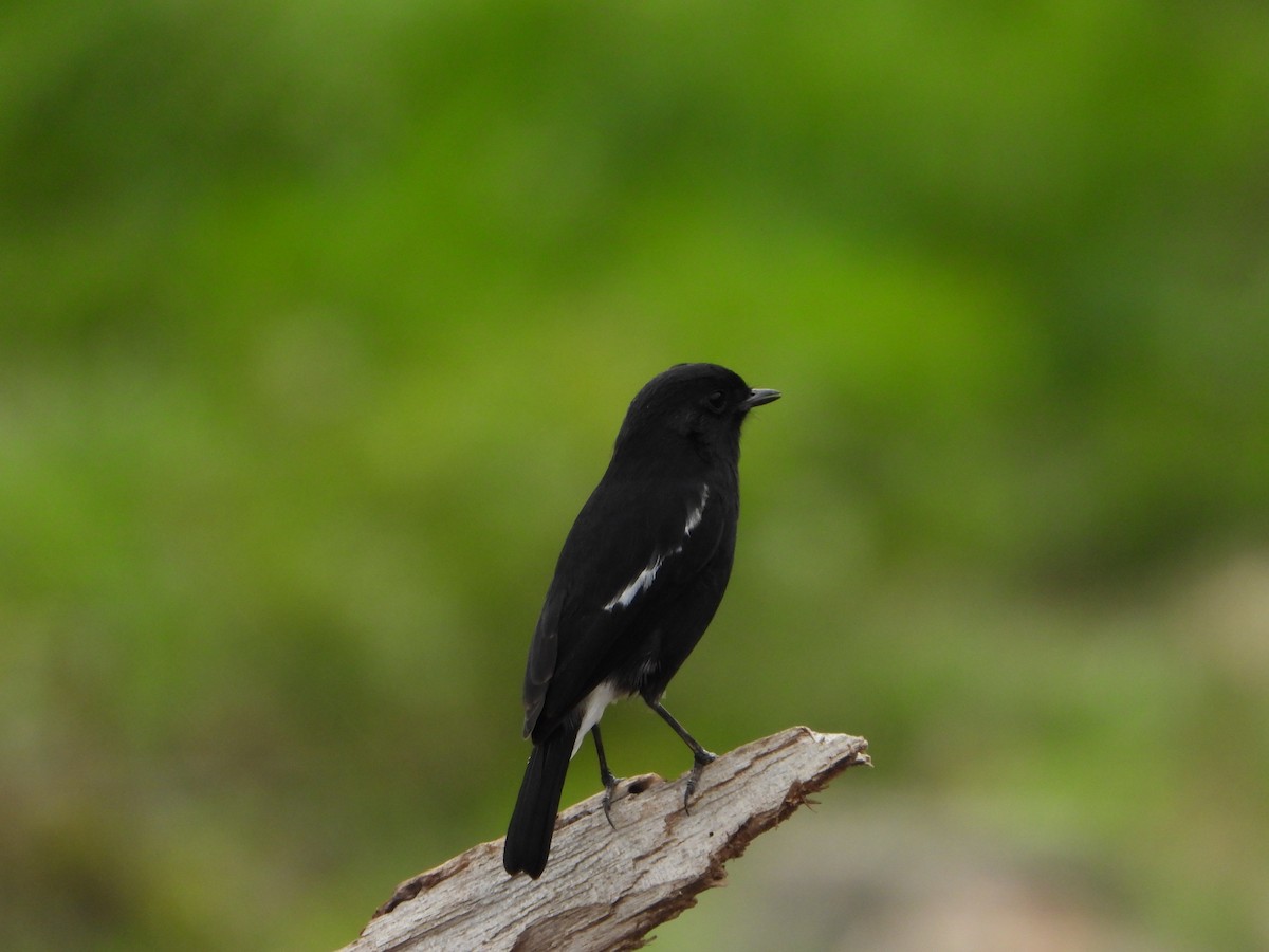 Tarabilla Pía - ML622758834