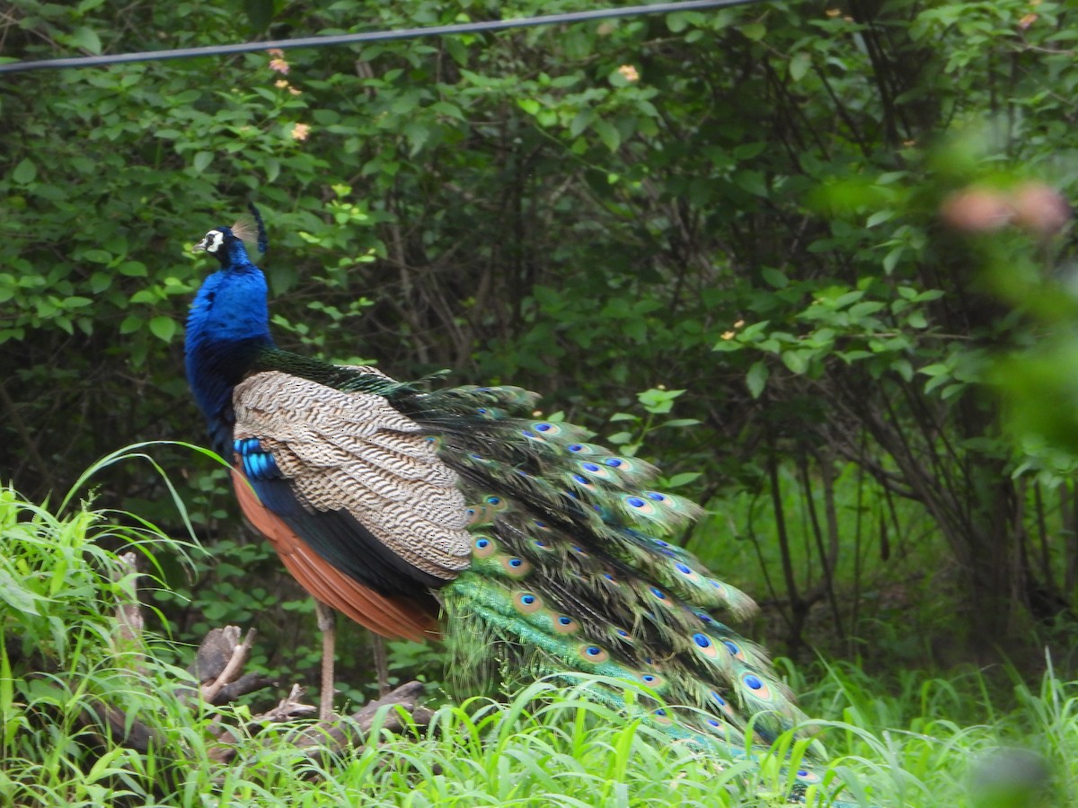 Pavo Real Común - ML622758871