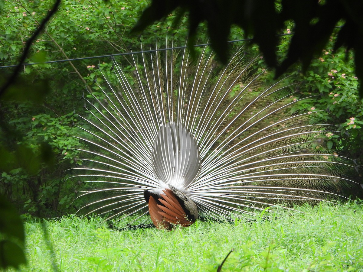 Pavo Real Común - ML622758873