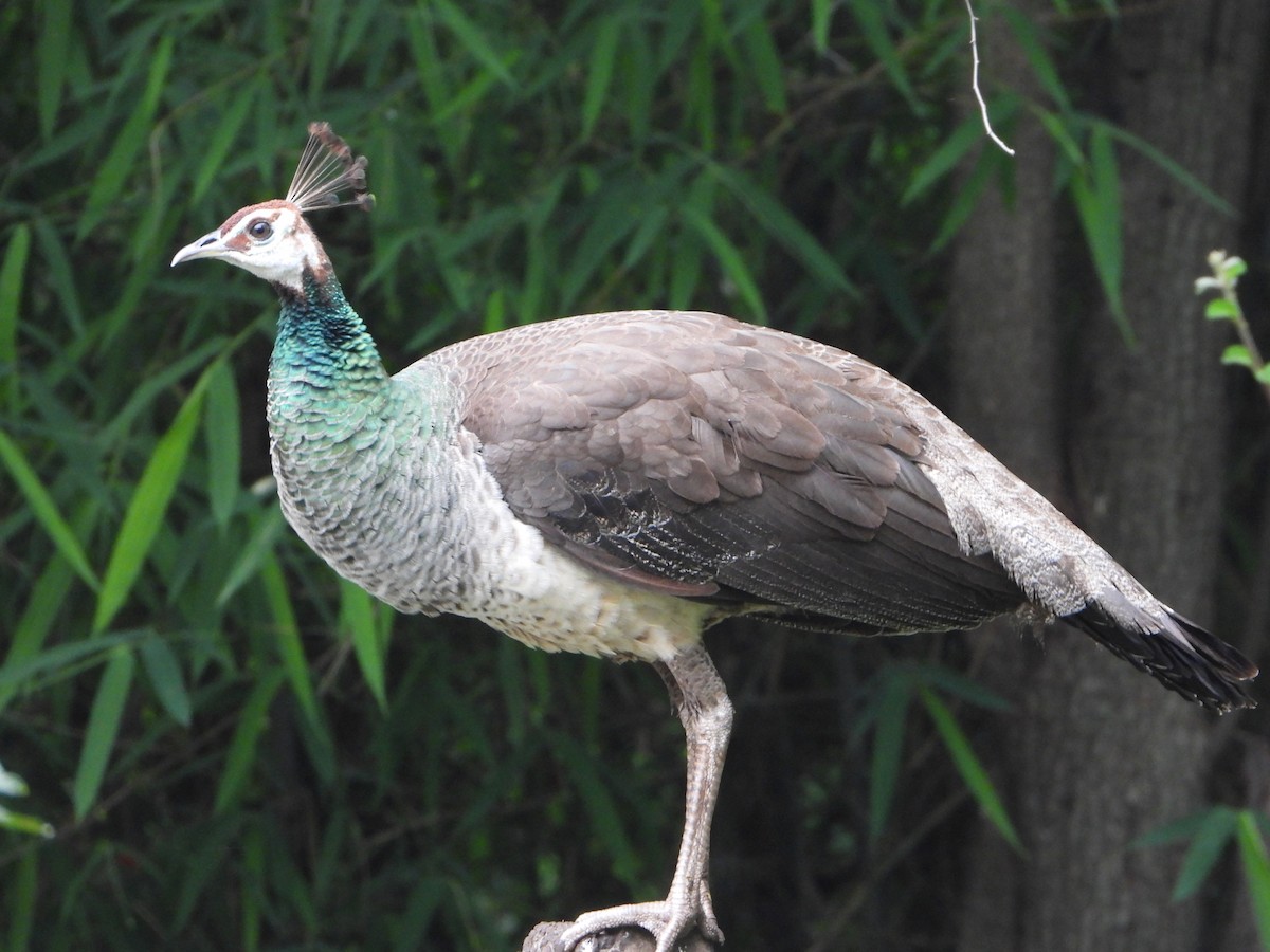 Pavo Real Común - ML622758874