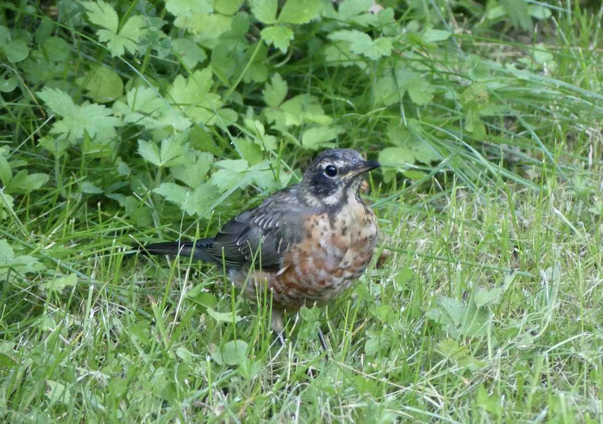 American Robin - Mary McCafferty