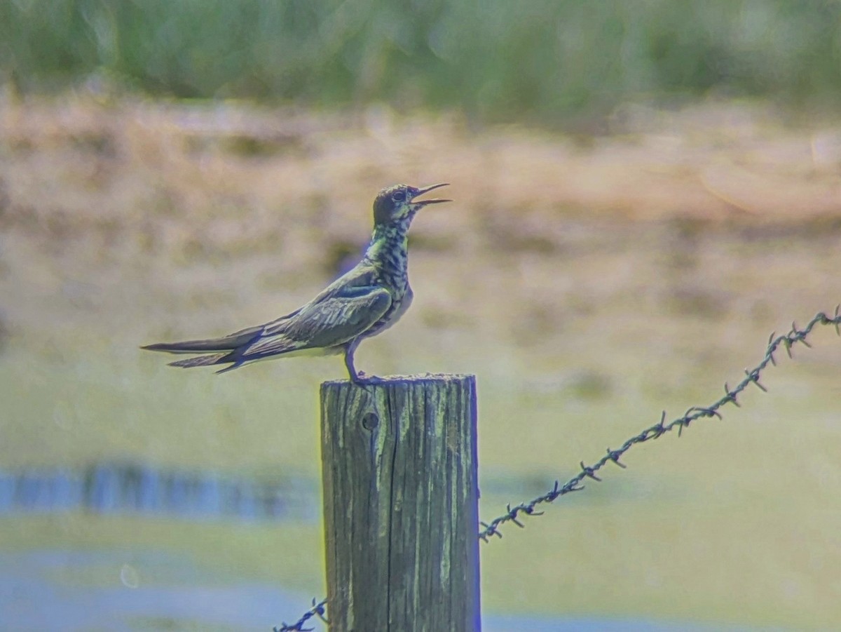 Black Tern - ML622758925