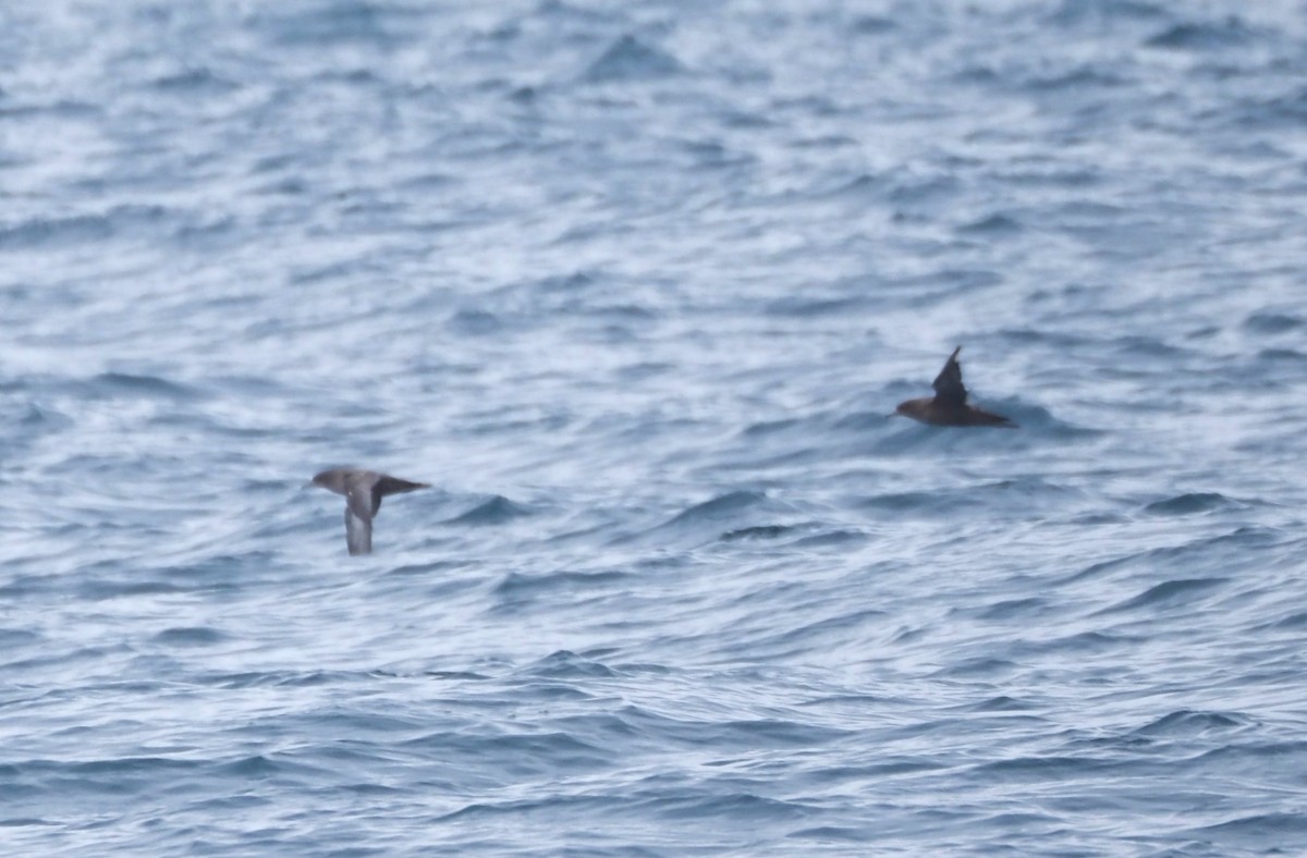 Sooty Shearwater - Uma Sachdeva