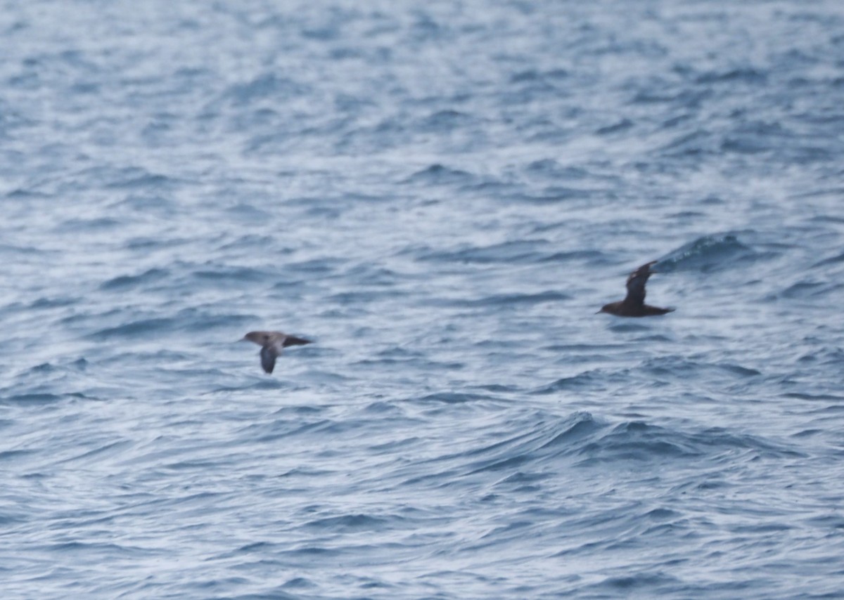 Sooty Shearwater - ML622758943