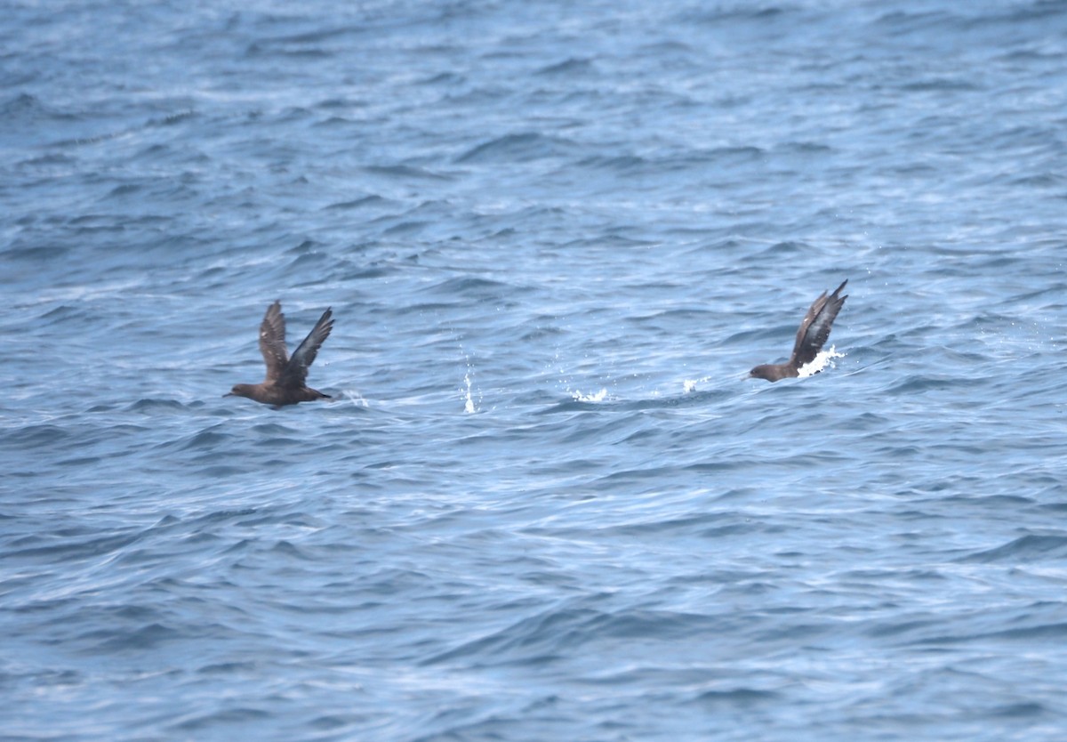 Sooty Shearwater - ML622758944