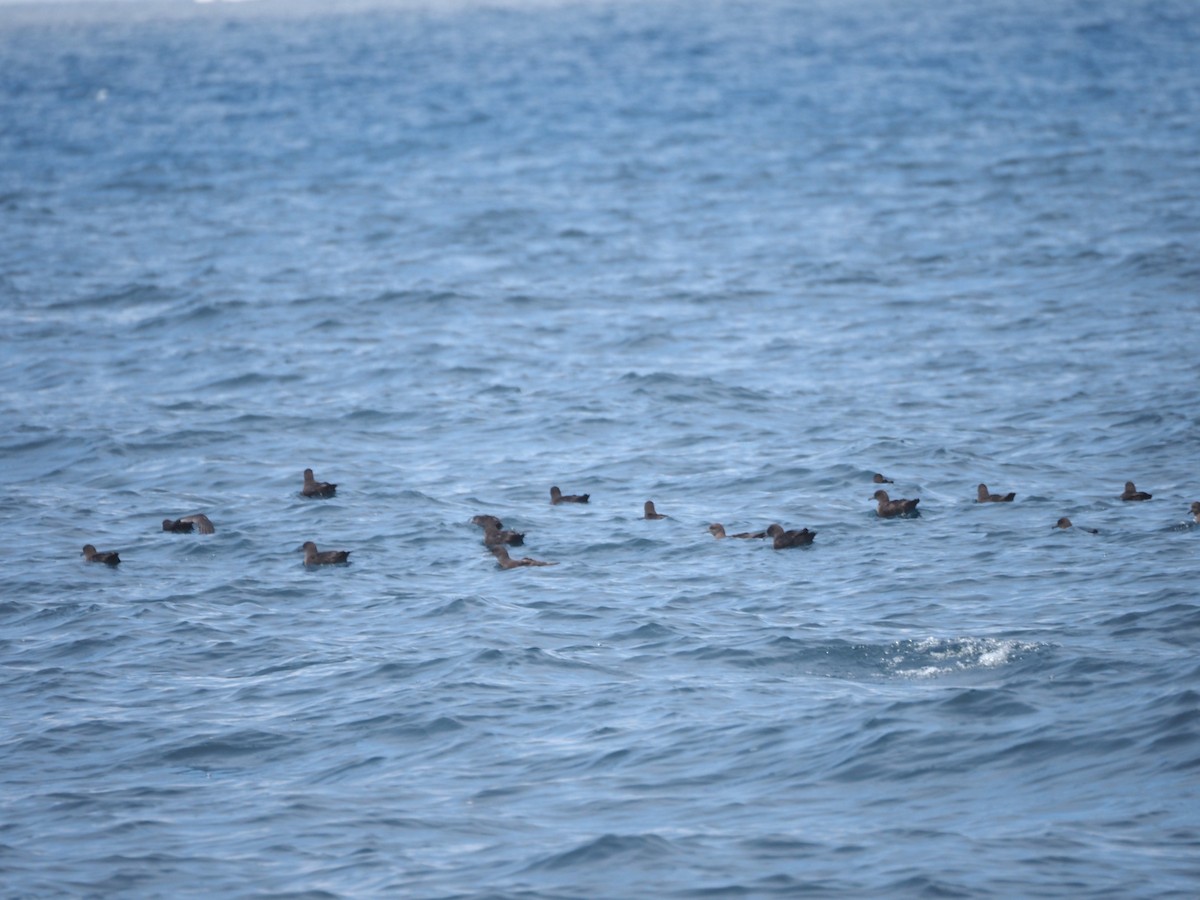 Sooty Shearwater - Uma Sachdeva