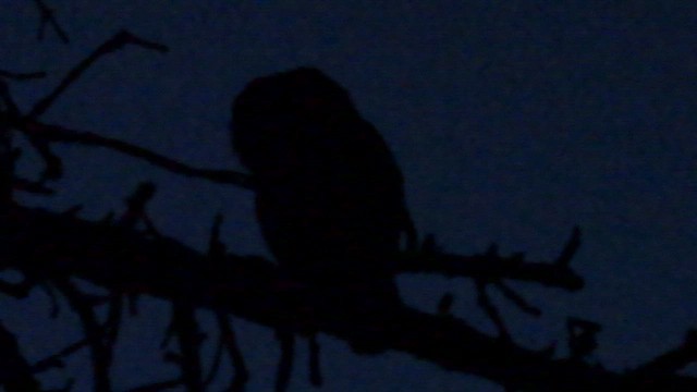Northern Saw-whet Owl - ML622758960