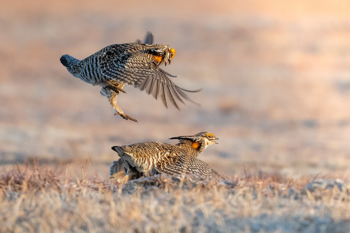 Greater Prairie-Chicken - ML622759018